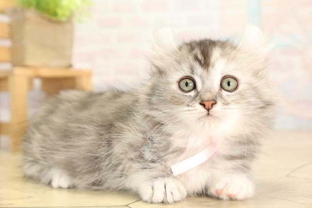 愛知県のキンカロー (Coo&RIKU半田店/2025年11月28日生まれ/女の子/シルバーパッチドタビーホワイト)の子猫の2枚目の画像