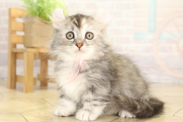 愛知県のキンカロー (Coo&RIKU半田店/2025年11月28日生まれ/女の子/シルバーパッチドタビーホワイト)の子猫の3枚目の画像