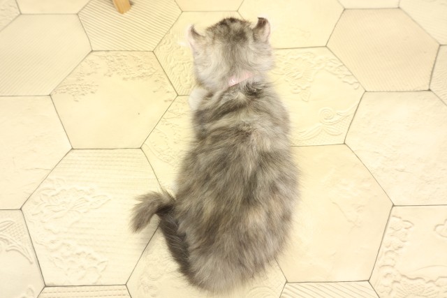 愛知県のキンカロー (Coo&RIKU半田店/2025年11月28日生まれ/女の子/シルバーパッチドタビーホワイト)の子猫の4枚目の画像