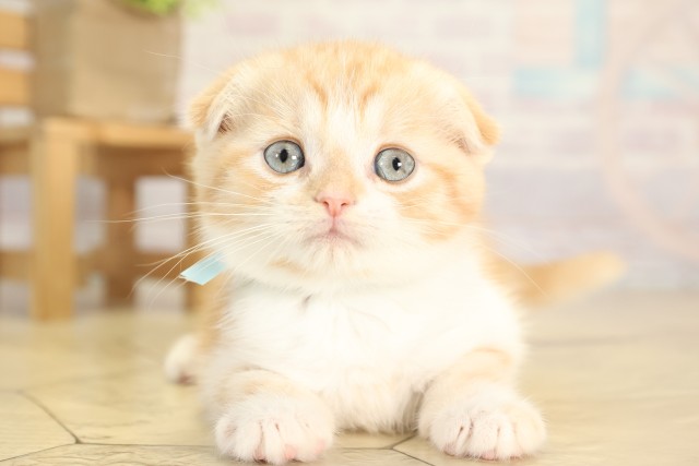 愛知県のスコティッシュフォールド (Coo&RIKU半田店/2025年11月29日生まれ/男の子/カメオタビー)の子猫の1枚目の画像