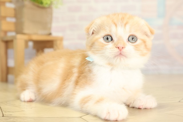 愛知県のスコティッシュフォールド (Coo&RIKU半田店/2025年11月29日生まれ/男の子/カメオタビー)の子猫の2枚目の画像