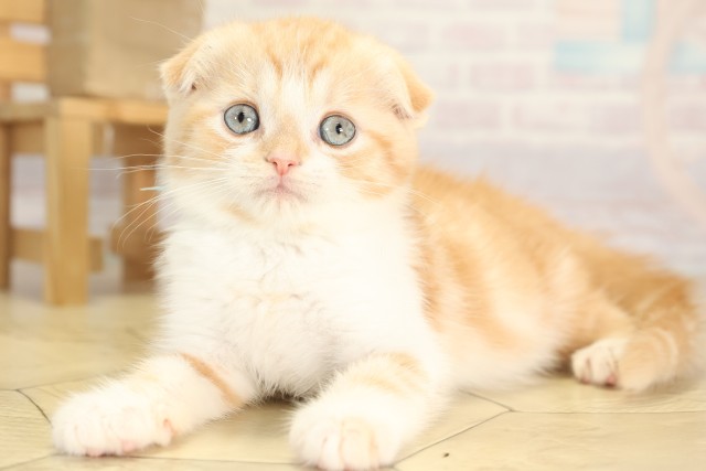 愛知県のスコティッシュフォールド (Coo&RIKU半田店/2025年11月29日生まれ/男の子/カメオタビー)の子猫の3枚目の画像