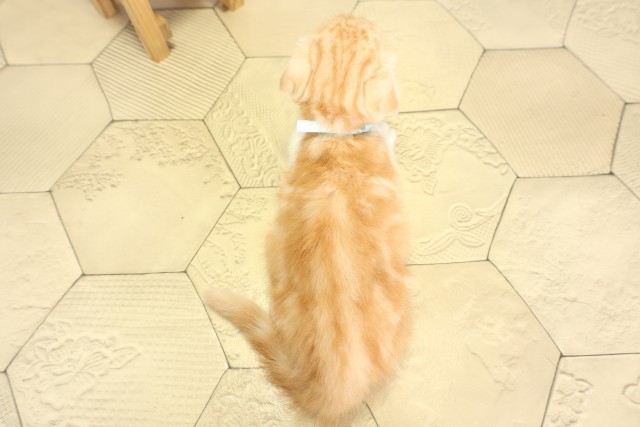 愛知県のスコティッシュフォールド (Coo&RIKU半田店/2025年11月29日生まれ/男の子/カメオタビー)の子猫の4枚目の画像