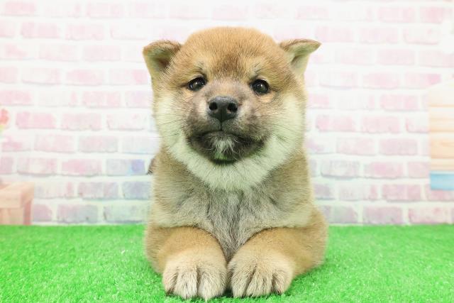 埼玉県の柴犬(標準サイズ) (Coo&RIKUアニマルケアセンター大宮/2025年12月1日生まれ/男の子/赤)の子犬の1枚目の画像