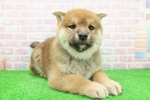 埼玉県の柴犬(標準サイズ) (Coo&RIKUアニマルケアセンター大宮/2025年12月1日生まれ/男の子/赤)の子犬の3枚目の画像