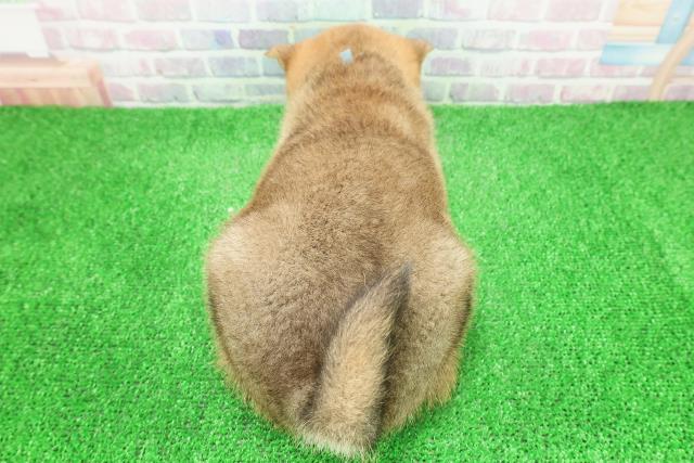 埼玉県の柴犬(標準サイズ) (Coo&RIKUアニマルケアセンター大宮/2025年12月1日生まれ/男の子/赤)の子犬の4枚目の画像