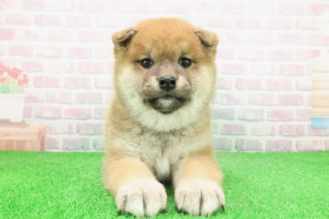 埼玉県の柴犬(標準サイズ) (Coo&RIKUアニマルケアセンター大宮/2025年12月1日生まれ/女の子/赤)の子犬の1枚目の画像