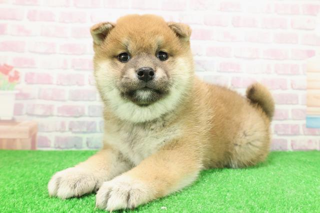 埼玉県の柴犬(標準サイズ) (Coo&RIKUアニマルケアセンター大宮/2025年12月1日生まれ/女の子/赤)の子犬の2枚目の画像