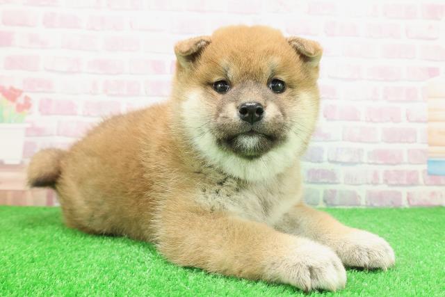 埼玉県の柴犬(標準サイズ) (Coo&RIKUアニマルケアセンター大宮/2025年12月1日生まれ/女の子/赤)の子犬の3枚目の画像