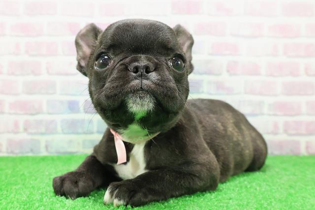 東京都のフレンチブルドッグ (Coo&RIKU新宿三丁目店/2025年11月26日生まれ/女の子/ブリンドルホワイト)の子犬の2枚目の画像