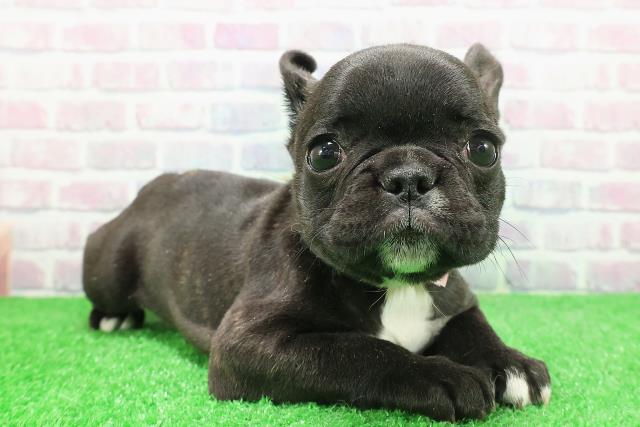 東京都のフレンチブルドッグ (Coo&RIKU新宿三丁目店/2025年11月26日生まれ/女の子/ブリンドルホワイト)の子犬の3枚目の画像