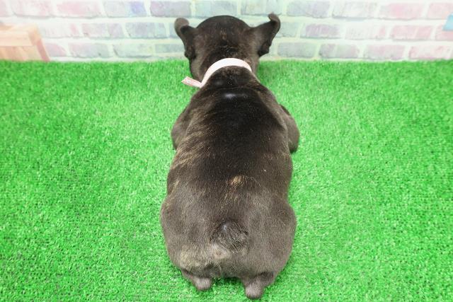 東京都のフレンチブルドッグ (Coo&RIKU新宿三丁目店/2025年11月26日生まれ/女の子/ブリンドルホワイト)の子犬の4枚目の画像