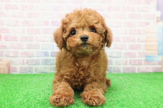 神奈川県のトイプードル(トイ) (Coo&RIKUパウ川崎店/2025年11月26日生まれ/女の子/レッド)の子犬の1枚目の画像