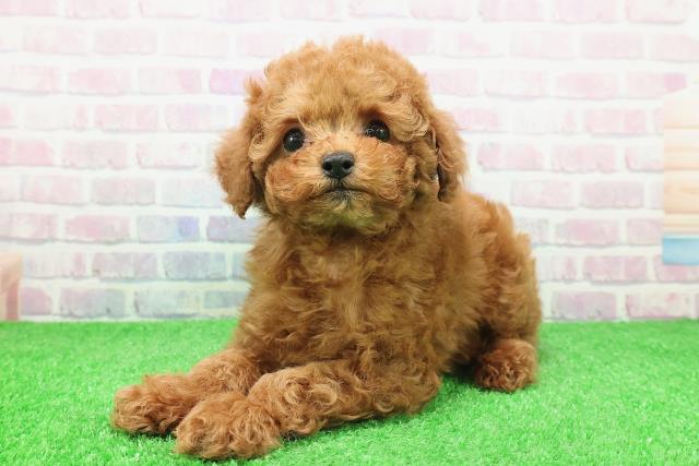 神奈川県のトイプードル(トイ) (Coo&RIKUパウ川崎店/2025年11月26日生まれ/女の子/レッド)の子犬の2枚目の画像