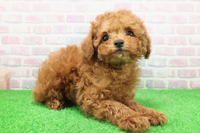 神奈川県のトイプードル(トイ) (Coo&RIKUパウ川崎店/2025年11月26日生まれ/女の子/レッド)の子犬の3枚目の画像