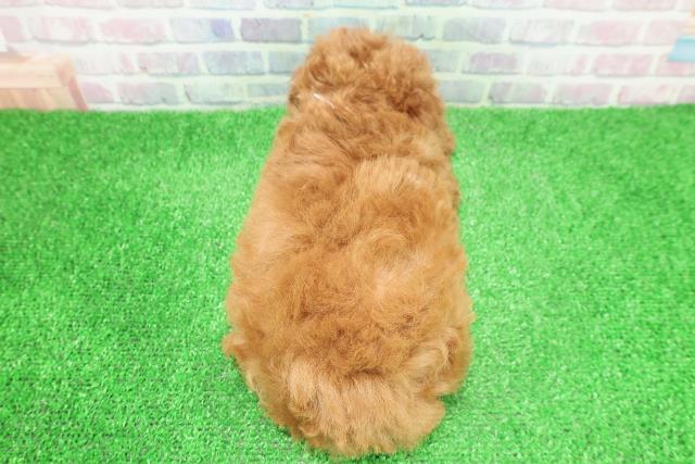 神奈川県のトイプードル(トイ) (Coo&RIKUパウ川崎店/2025年11月26日生まれ/女の子/レッド)の子犬の4枚目の画像