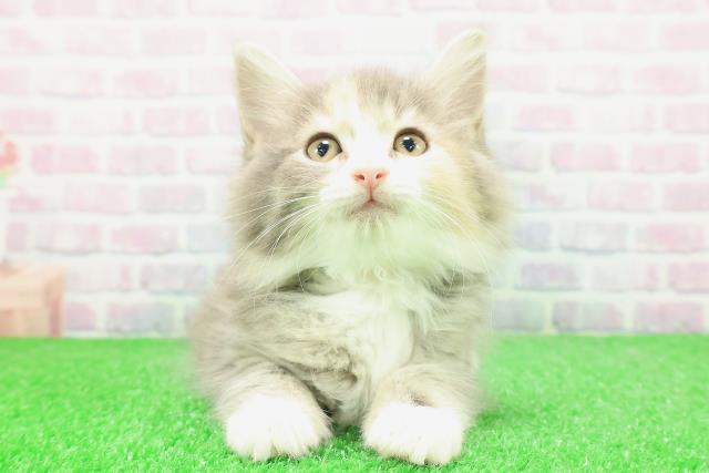 東京都のノルウェージャンフォレストキャット (Coo&RIKU武蔵小山店/2025年12月1日生まれ/女の子/ブルーパッチドタビーホワイト)の子猫