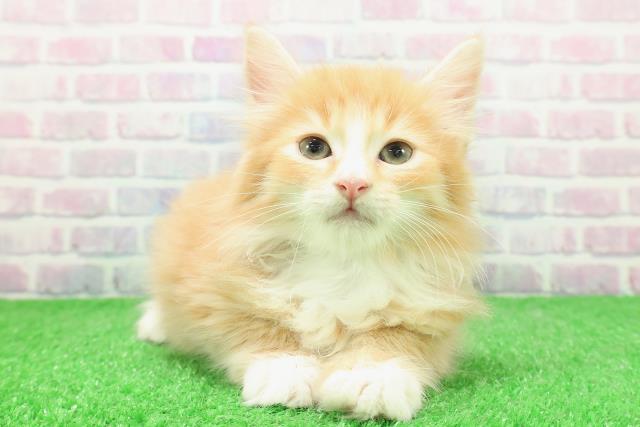 東京都のノルウェージャンフォレストキャット (Coo&RIKU中野サンモール店/2025年12月1日生まれ/男の子/レッドタビーホワイト)の子猫の1枚目の画像