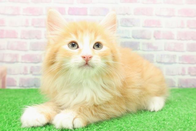 東京都のノルウェージャンフォレストキャット (Coo&RIKU中野サンモール店/2025年12月1日生まれ/男の子/レッドタビーホワイト)の子猫の2枚目の画像