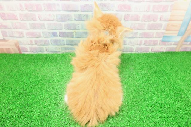 東京都のノルウェージャンフォレストキャット (Coo&RIKU中野サンモール店/2025年12月1日生まれ/男の子/レッドタビーホワイト)の子猫の4枚目の画像