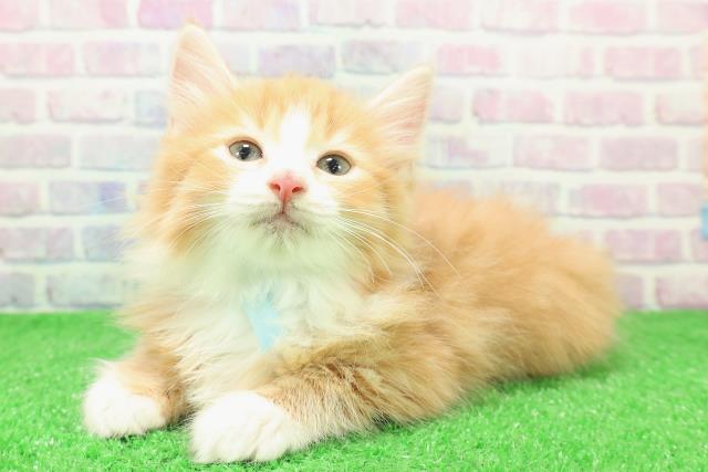 東京都のノルウェージャンフォレストキャット (Coo&RIKU大久保店/2025年12月1日生まれ/男の子/レッドタビーホワイト)の子猫の2枚目の画像