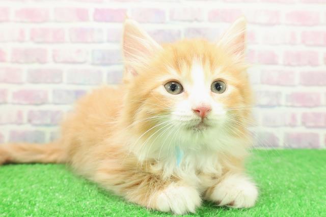 東京都のノルウェージャンフォレストキャット (Coo&RIKU大久保店/2025年12月1日生まれ/男の子/レッドタビーホワイト)の子猫の3枚目の画像