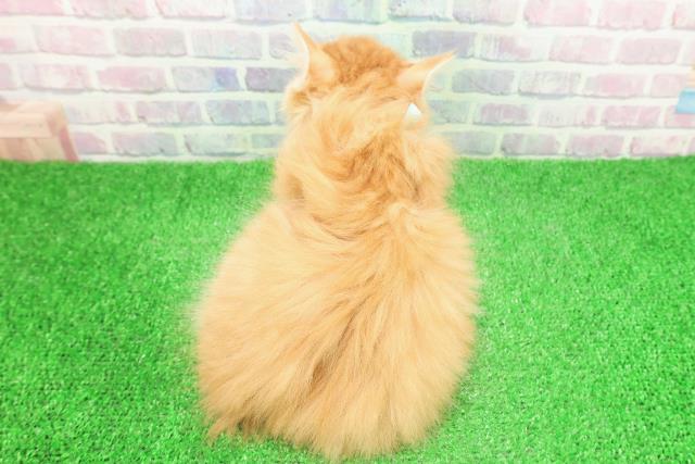 東京都のノルウェージャンフォレストキャット (Coo&RIKU大久保店/2025年12月1日生まれ/男の子/レッドタビーホワイト)の子猫の4枚目の画像