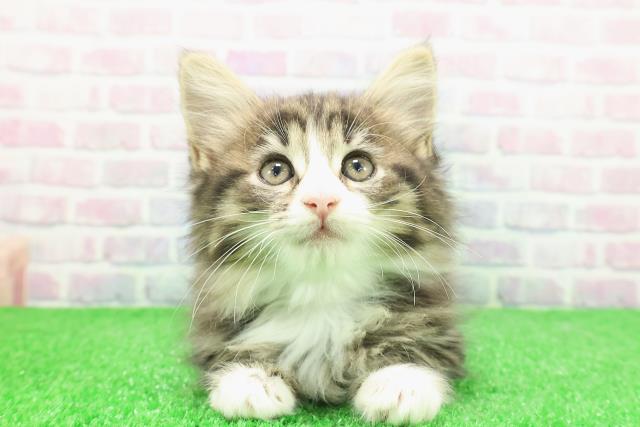 東京都のノルウェージャンフォレストキャット (Coo&RIKU新宿三丁目店/2025年12月1日生まれ/女の子/ブラウンパッチドタビーホワイト)の子猫