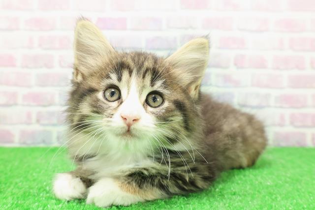 東京都のノルウェージャンフォレストキャット (Coo&RIKU新宿三丁目店/2025年12月1日生まれ/女の子/ブラウンパッチドタビーホワイト)の子猫の2枚目の画像