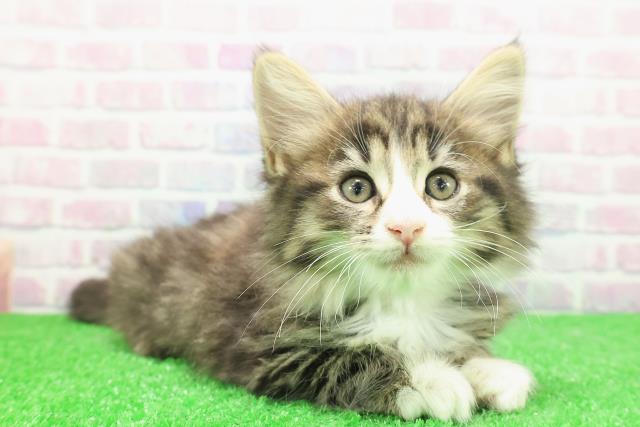 東京都のノルウェージャンフォレストキャット (Coo&RIKU新宿三丁目店/2025年12月1日生まれ/女の子/ブラウンパッチドタビーホワイト)の子猫の3枚目の画像