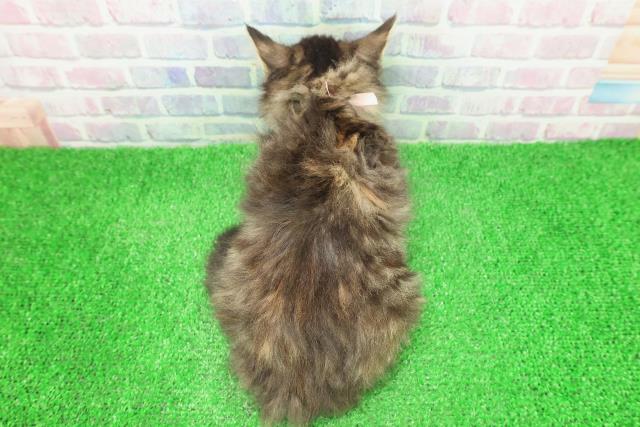 東京都のノルウェージャンフォレストキャット (Coo&RIKU新宿三丁目店/2025年12月1日生まれ/女の子/ブラウンパッチドタビーホワイト)の子猫の4枚目の画像