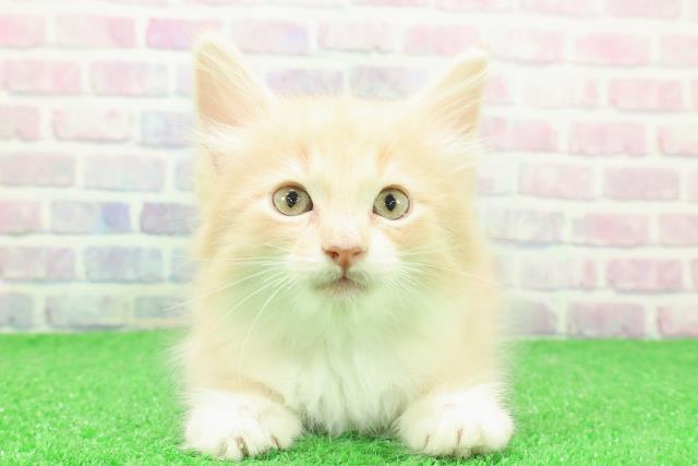 東京都のノルウェージャンフォレストキャット (Coo&RIKU自由が丘店/2025年12月1日生まれ/男の子/クリームタビーホワイト)の子猫