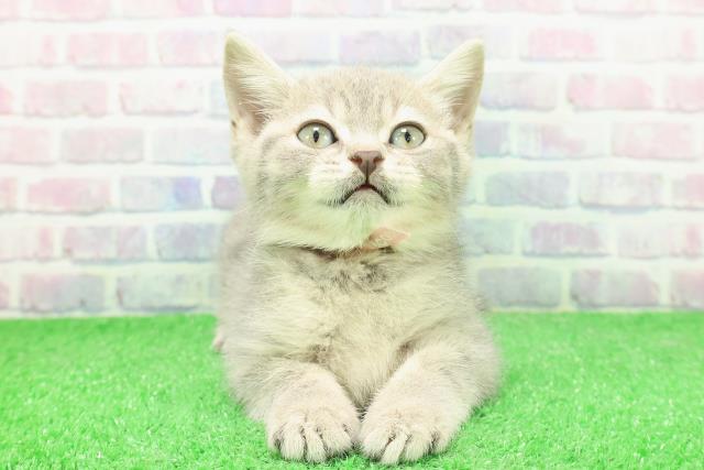 東京都のマンチカン (Coo&RIKU大久保店/2025年11月28日生まれ/女の子/ブルータビー)の子猫の1枚目の画像