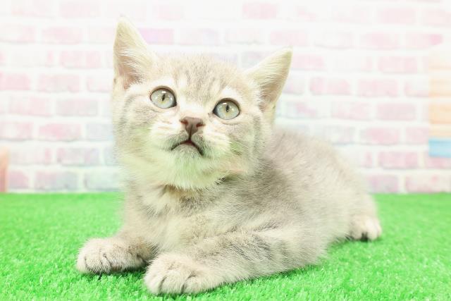 東京都のマンチカン (Coo&RIKU大久保店/2025年11月28日生まれ/女の子/ブルータビー)の子猫の2枚目の画像