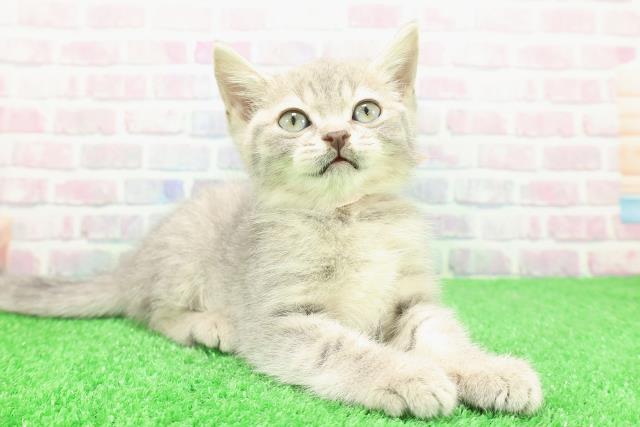 東京都のマンチカン (Coo&RIKU大久保店/2025年11月28日生まれ/女の子/ブルータビー)の子猫の3枚目の画像