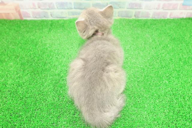 東京都のマンチカン (Coo&RIKU大久保店/2025年11月28日生まれ/女の子/ブルータビー)の子猫の4枚目の画像