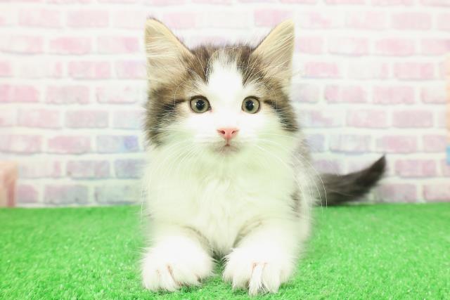 東京都のノルウェージャンフォレストキャット (Coo&RIKU秋葉原店/2025年11月30日生まれ/男の子/ブラウンタビーホワイト)の子猫