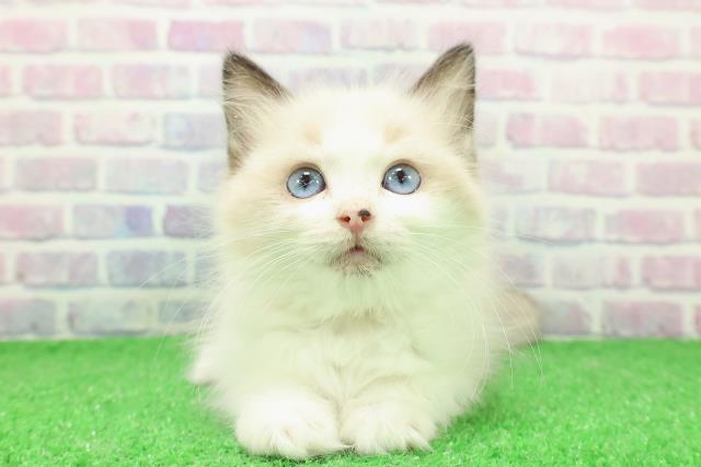東京都のラグドール (Coo&RIKU池袋西口店/2025年11月29日生まれ/女の子/シールポイントバイカラー)の子猫