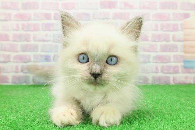 東京都のラグドール (Coo&RIKU浅草店/2025年11月29日生まれ/女の子/ブルーポイントミテッド)の子猫
