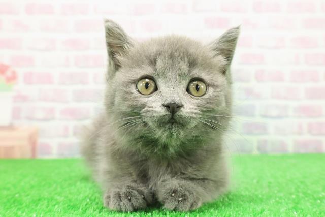 東京都のマンチカン (Coo&RIKU中野サンモール店/2025年11月30日生まれ/男の子/ブルー)の子猫の1枚目の画像