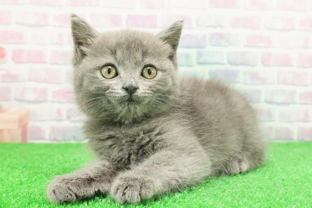 東京都のマンチカン (Coo&RIKU中野サンモール店/2025年11月30日生まれ/男の子/ブルー)の子猫の2枚目の画像