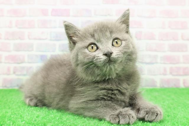 東京都のマンチカン (Coo&RIKU中野サンモール店/2025年11月30日生まれ/男の子/ブルー)の子猫の3枚目の画像