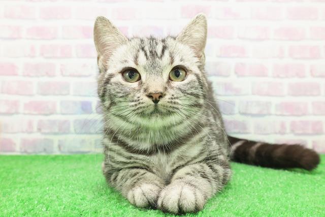 埼玉県のアメリカンショートヘアー (Coo&RIKUアニマルケアセンター大宮/2025年10月16日生まれ/女の子/シルバータビー)の子猫の1枚目の画像