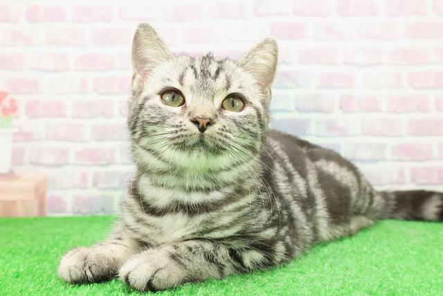 埼玉県のアメリカンショートヘアー (Coo&RIKUアニマルケアセンター大宮/2025年10月16日生まれ/女の子/シルバータビー)の子猫の2枚目の画像