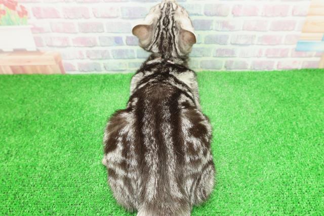 埼玉県のアメリカンショートヘアー (Coo&RIKUアニマルケアセンター大宮/2025年10月16日生まれ/女の子/シルバータビー)の子猫の4枚目の画像