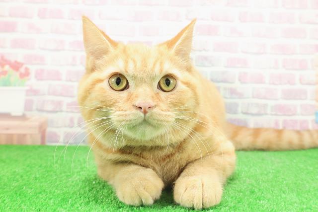 神奈川県のマンチカン (Coo&RIKU相模原店/2025年9月2日生まれ/男の子/レッドタビー)の子猫の1枚目の画像