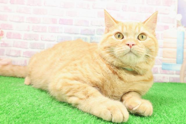 神奈川県のマンチカン (Coo&RIKU相模原店/2025年9月2日生まれ/男の子/レッドタビー)の子猫の3枚目の画像