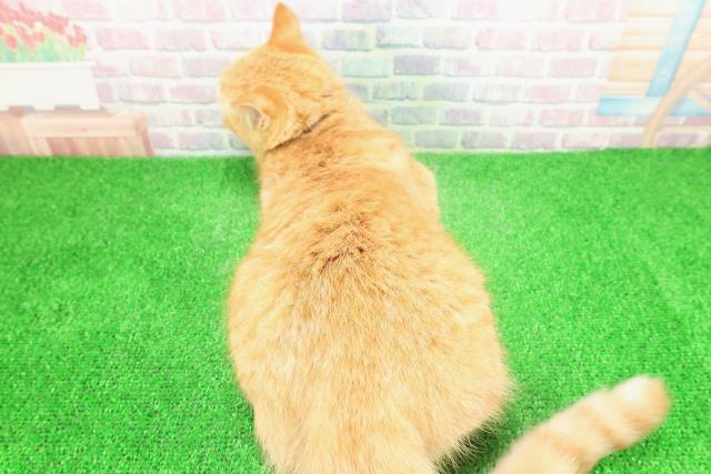 神奈川県のマンチカン (Coo&RIKU相模原店/2025年9月2日生まれ/男の子/レッドタビー)の子猫の4枚目の画像