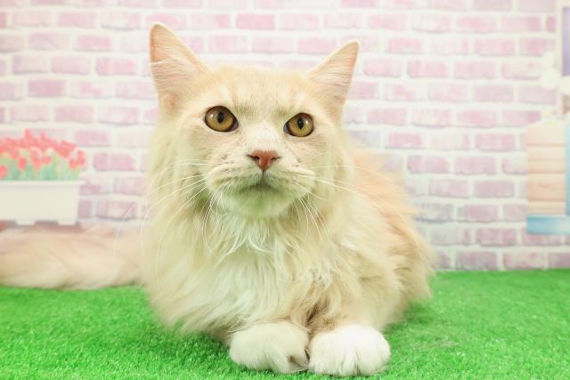 神奈川県のラガマフィン (Coo&RIKU長津田店/2025年7月14日生まれ/男の子/クリームタビーホワイト)の子猫の1枚目の画像