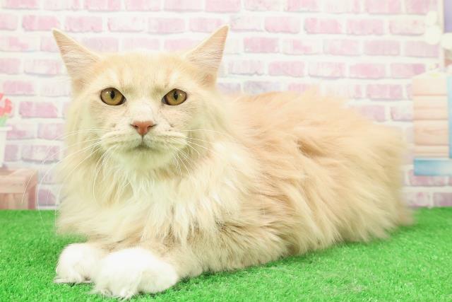 神奈川県のラガマフィン (Coo&RIKU長津田店/2025年7月14日生まれ/男の子/クリームタビーホワイト)の子猫の2枚目の画像